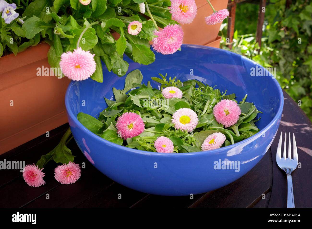 Blue insalatiera con un misto di verde le foglie di lattuga e commestibile rosa fiori a margherita al buio su un tavolo di legno all'aperto, daisy piante in una pentola in background Foto Stock