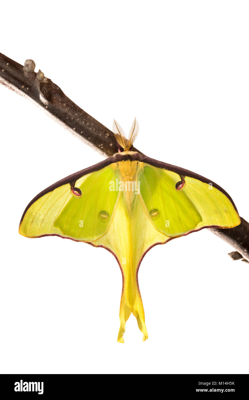 Maschio di Luna Moth sul Noce Nero il ramo contro uno sfondo bianco. Foto Stock