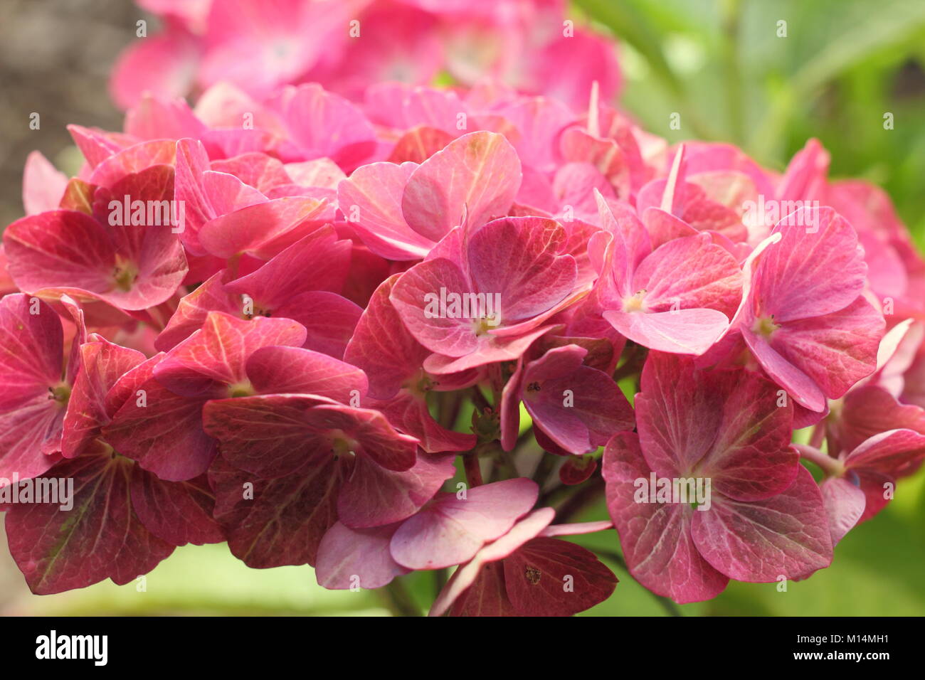 Hydrangea Greenfire magico in fiore in un giardino inglese confine in estate , REGNO UNITO Foto Stock