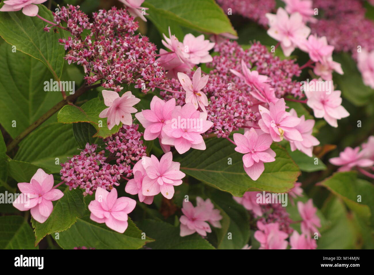 Hydrangea macrophylla (Big leaf hydrangea)'Shamrock' in fiore in un giardino inglese di frontiera, Derbyshire, England, Regno Unito Foto Stock
