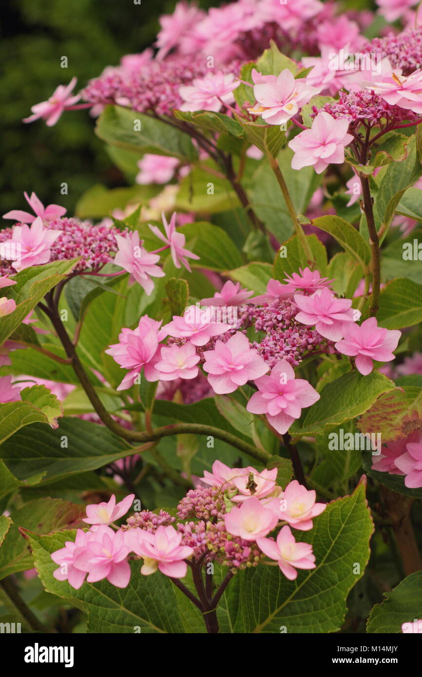 Hydrangea macrophylla (Big leaf hydrangea)'Shamrock' in fiore in un giardino inglese di frontiera, Derbyshire, England, Regno Unito Foto Stock