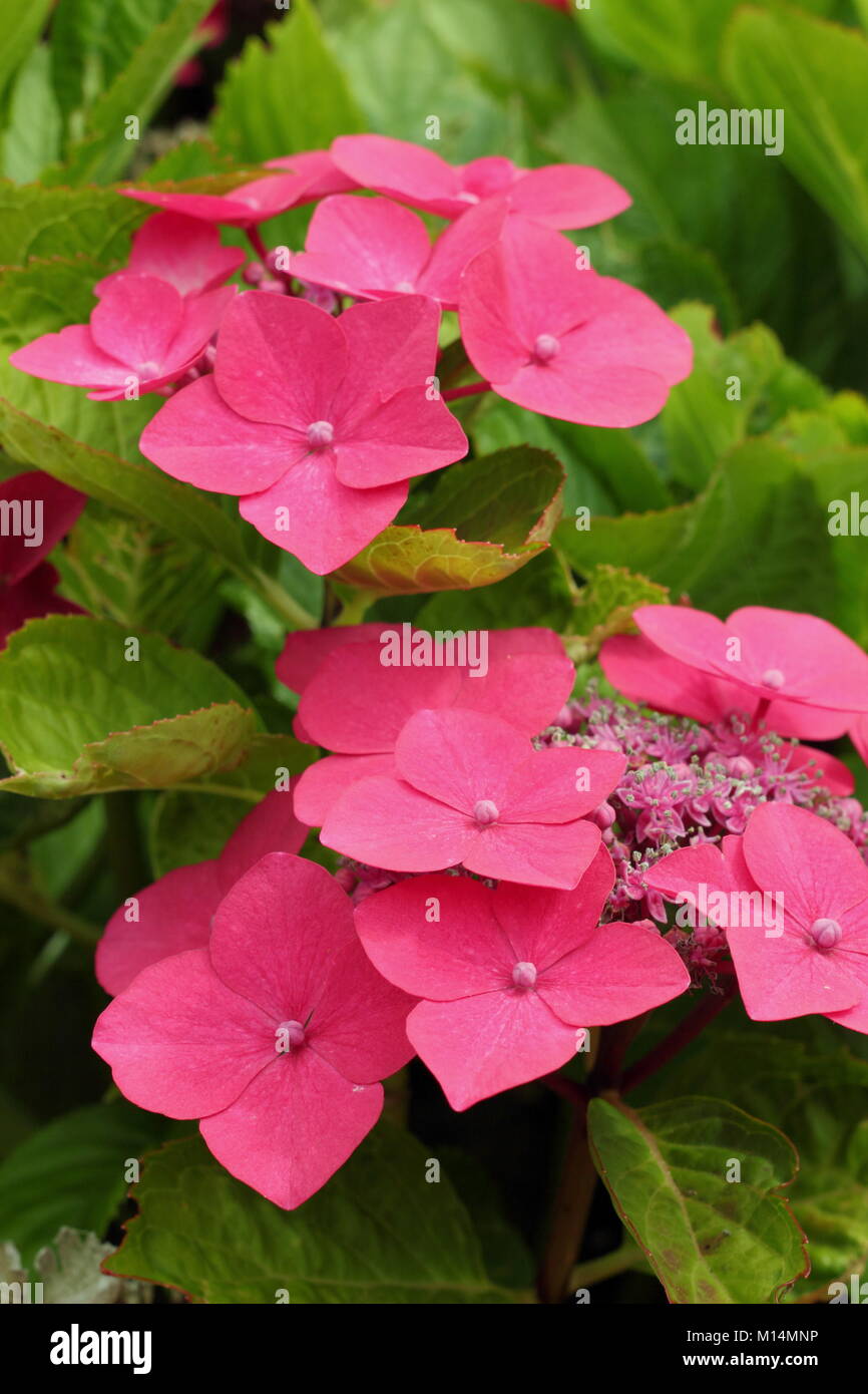 Hydrangea macrophylla 'Rotdrossel " di un rosa intenso foglie grandi lacecap ortensie in un giardino inglese in agosto, UK. Chiamato anche Redwing e Teller rosso. Foto Stock