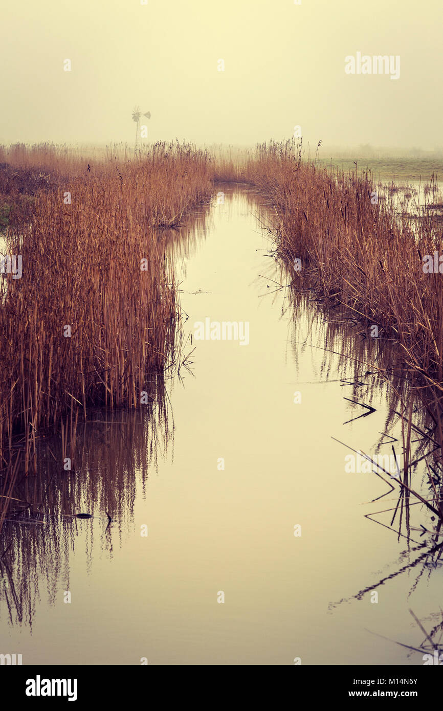 Canne ed un canale di drenaggio al Blue House Agriturismo Riserva Naturale in Essex Foto Stock