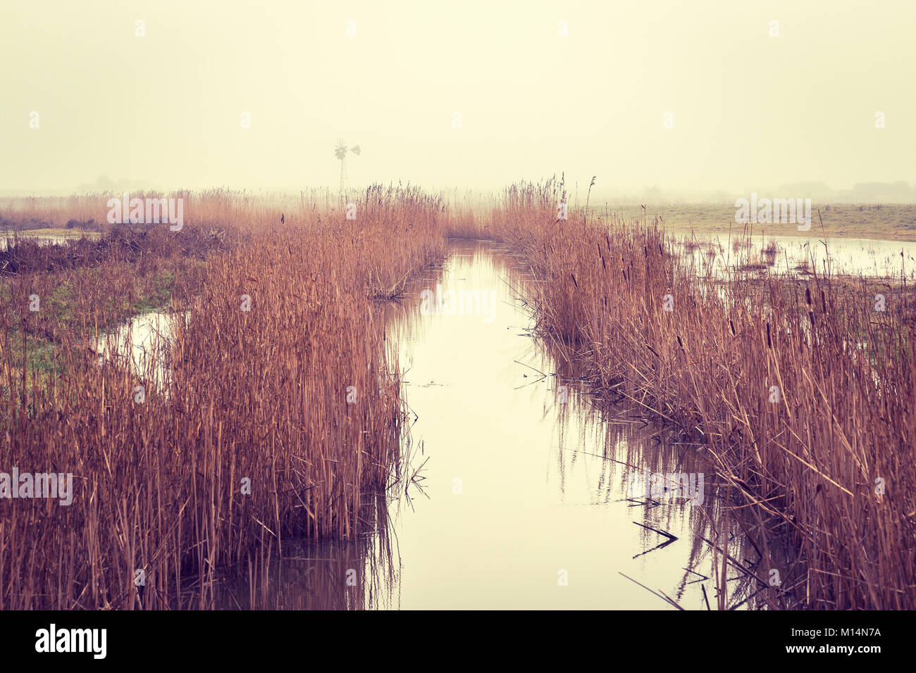 Canne ed un canale di drenaggio al Blue House Agriturismo Riserva Naturale in Essex Foto Stock