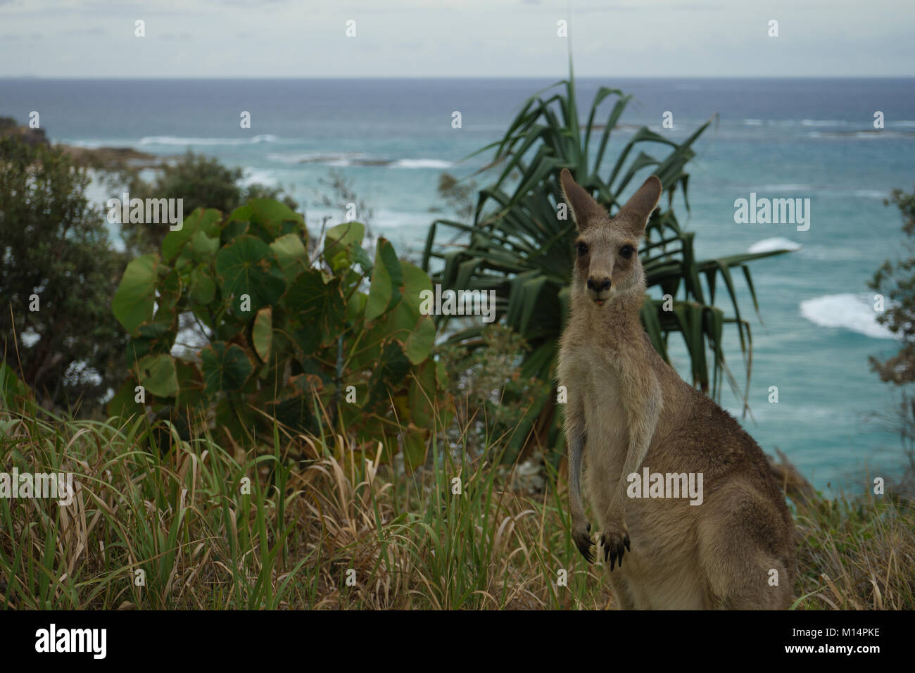 La vita selvatica in Australia Foto Stock