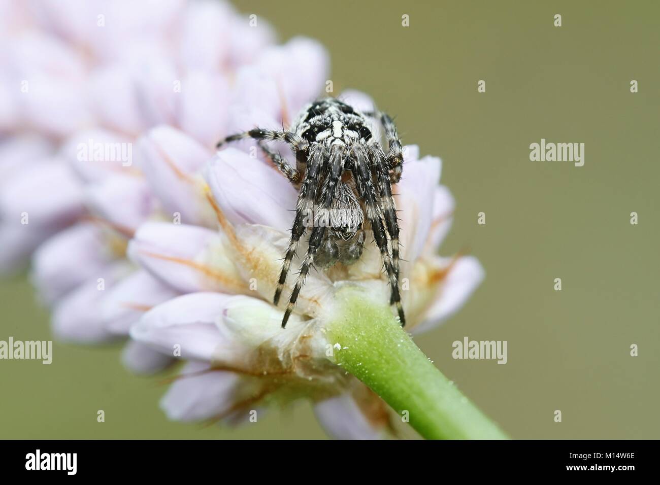 Giardino europeo, ragno Araneus diadematus, noto anche come diadema spider, cross spider e incoronato wever orb Foto Stock