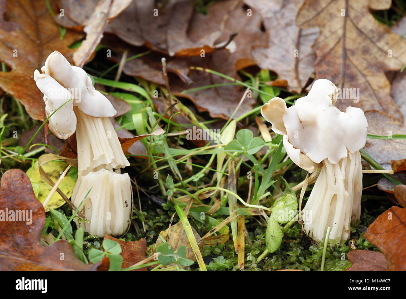 Bianco sella foliatile, Helvella crispa Foto Stock