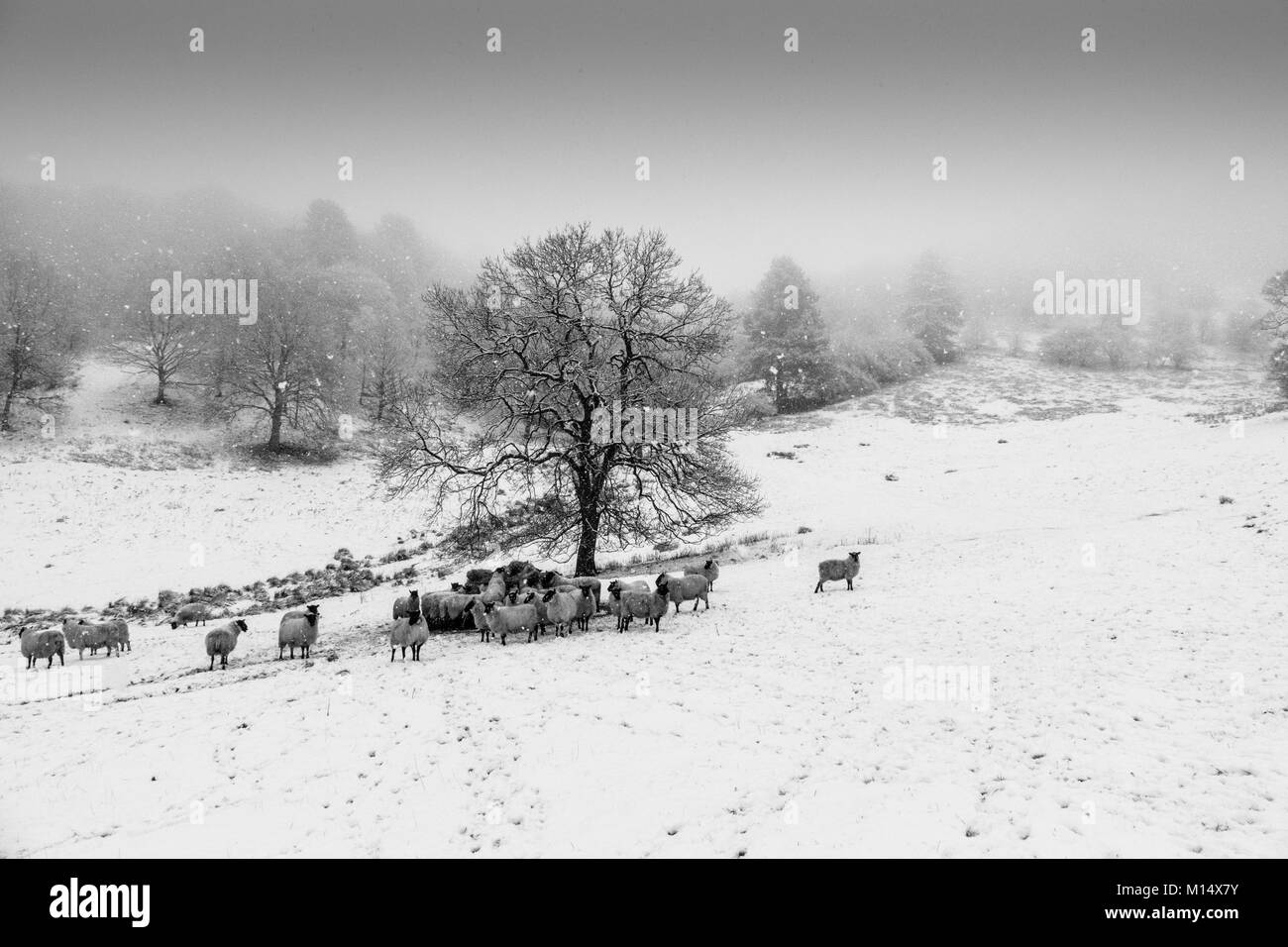 Alimentazione di pecora in inverno la neve su un agriturismo vicino a Church Stretton, Shropshire, Inghilterra, Regno Unito Foto Stock