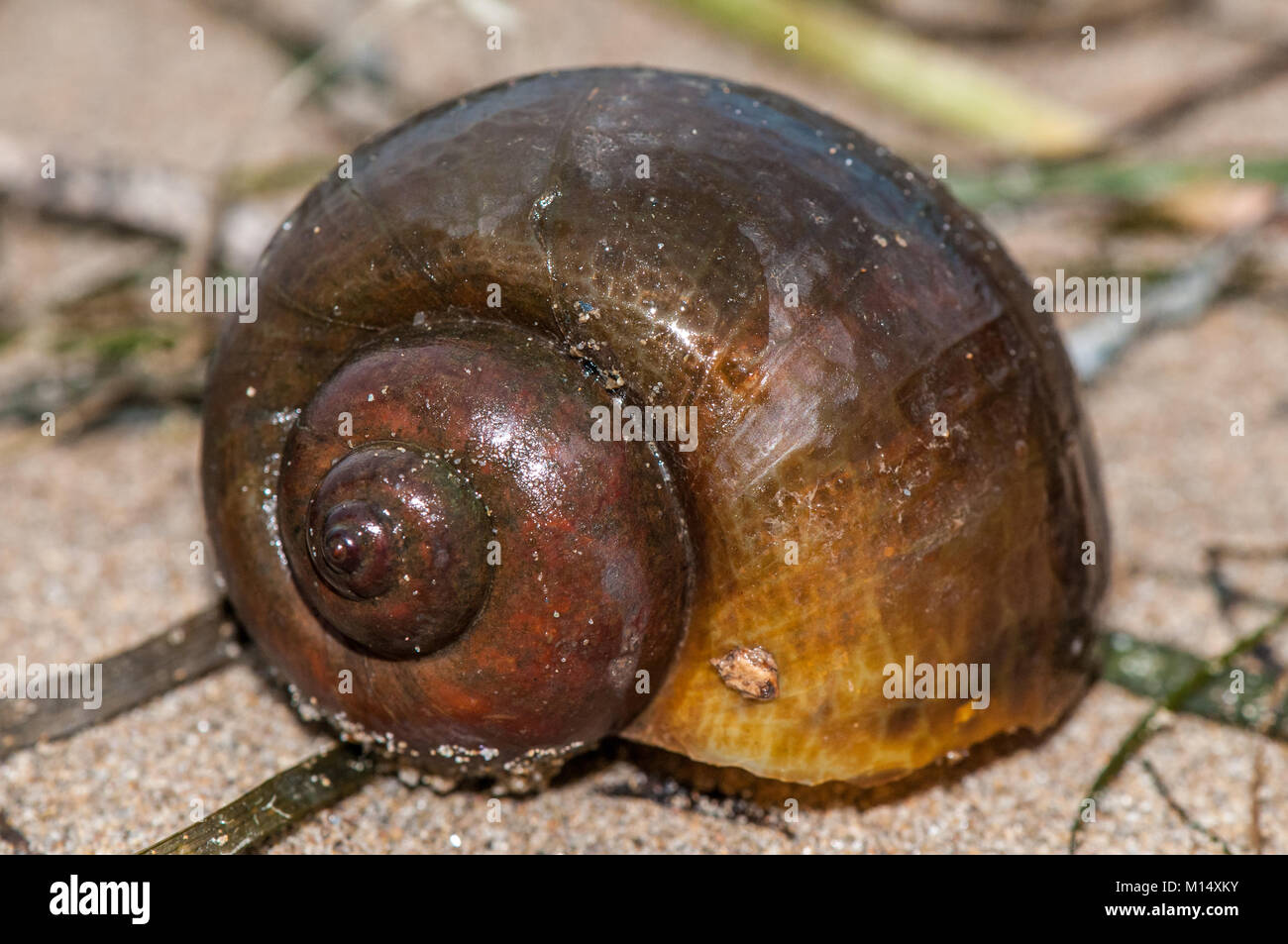 Vista ravvicinata di un laghetto di acqua dolce di lumaca Apple (pomacea insularum), considerata una peste nel Delta del Ebro, Delta de l'Ebre, Catalogna, Spagna Foto Stock