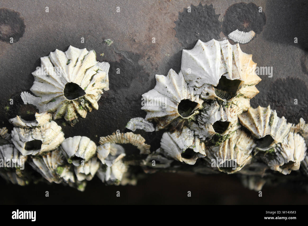 Acorn Barnacles Balanus balanus Foto Stock