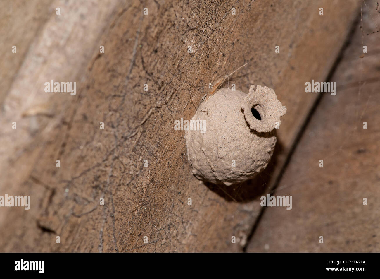 Nido di vespe fatta con argilla su una parete in legno, il delta del fiume  Ebro, Tarragona Catalogna Foto stock - Alamy