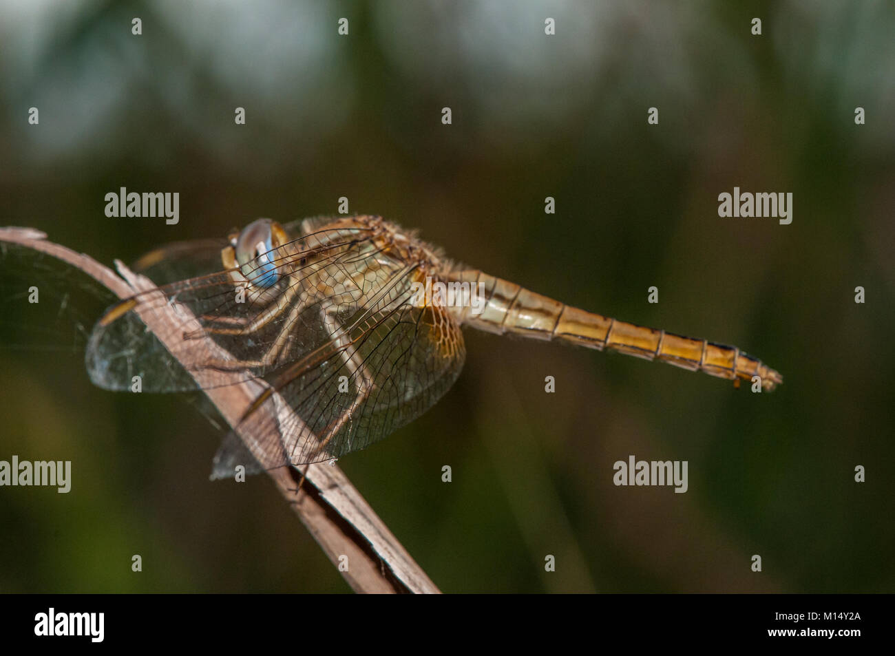 Scarlet dragonfly (Crocothemis erythraea) in posa su una foglia secca, delta del fiume Ebro, Tarragona Catalogna Foto Stock