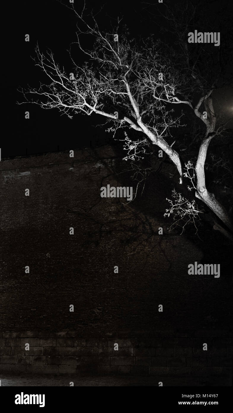 Il ramo del grande albero in inverno di notte Foto Stock