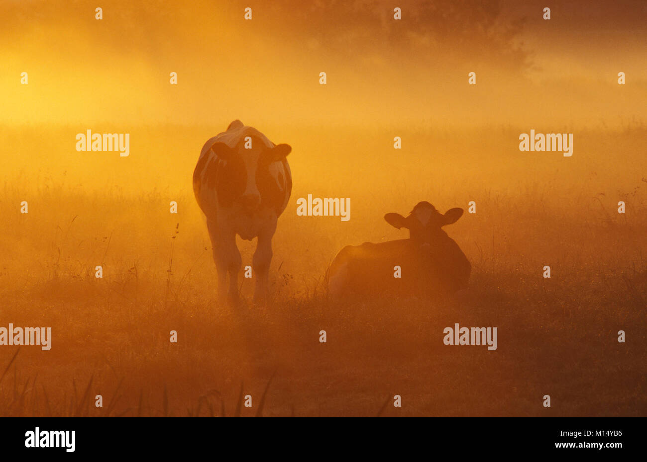 I Paesi Bassi. 'S-Graveland. Le vacche. Nebbia. Sunrise. Foto Stock