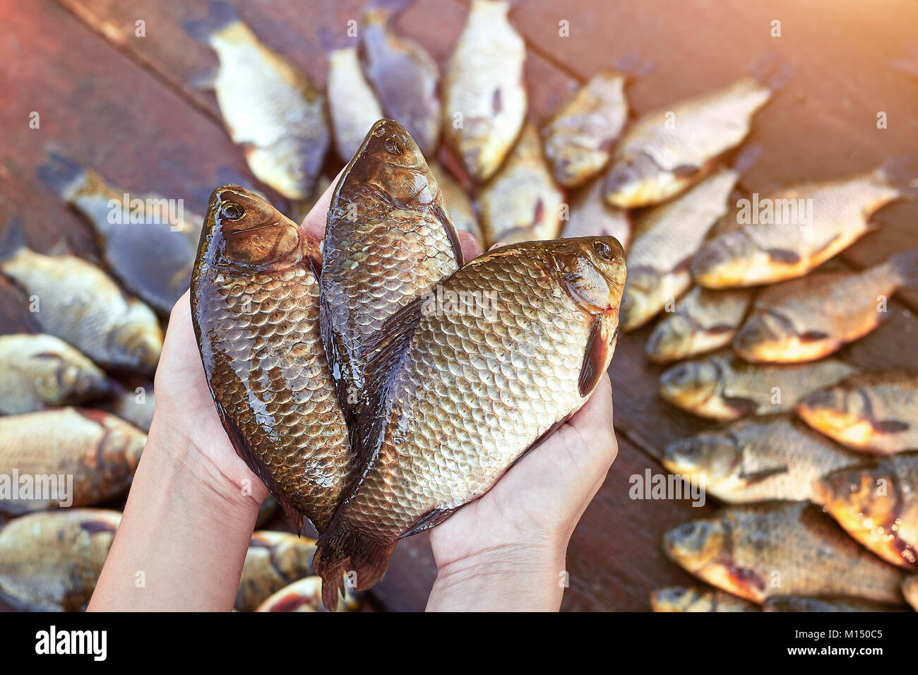 Tre sono freschi pescati pesci di fiume in mani. Pescato fresco carp pesce su legno. La cattura di pesci di acqua dolce su uno sfondo di legno. Un sacco di orate pesce, crucia Foto Stock