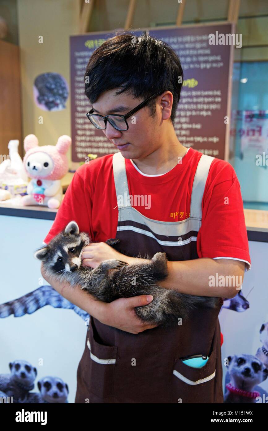 Corea del Sud, Seoul, server nel coffee shop Meerkats con un procione nelle sue braccia nel distretto di Hongdae Foto Stock