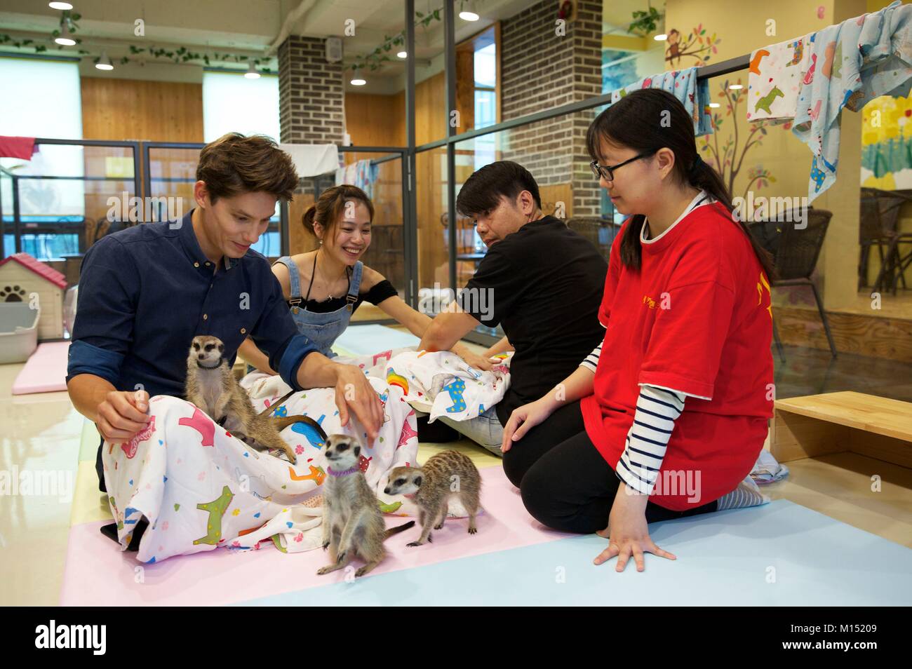 Corea del Sud, Seoul, Fabien Yoon, stella francese della media coreani, nel mezzo del meerkats nel coffee shop Meerkats nel distretto di Hongdae Foto Stock