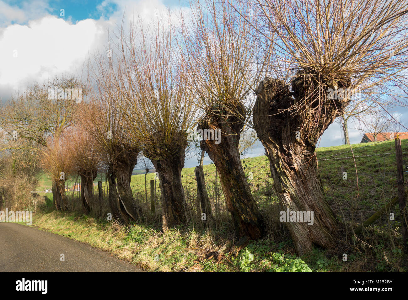 Fila di salici annodati in un prato in inverno, Limburgo, Paesi Bassi. Foto Stock