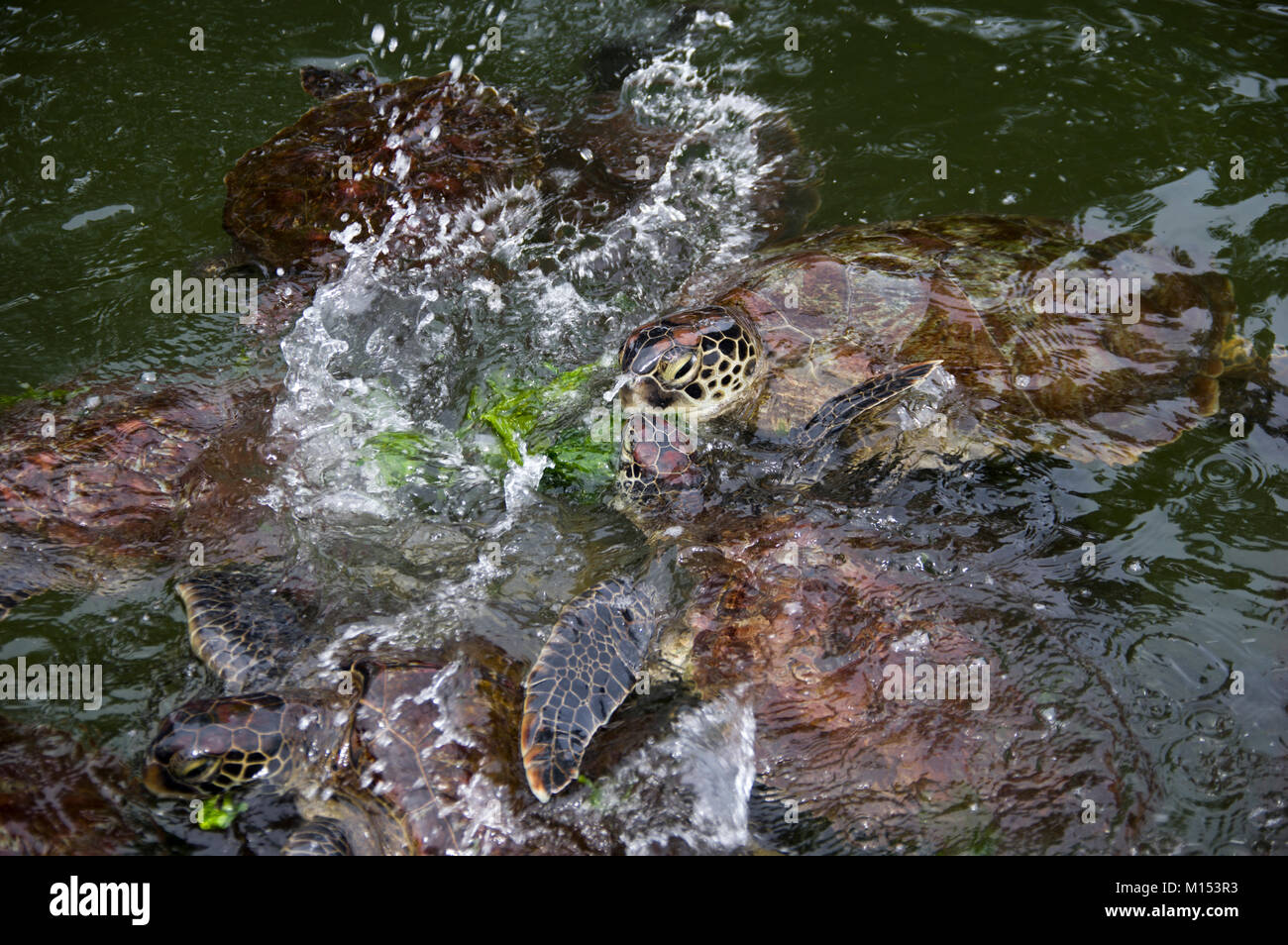 Le tartarughe marine mangiare seawwed al mnarani santuario delle tartarughe turtle conservazione in nungwi, Zanzibar, Tanzania Foto Stock