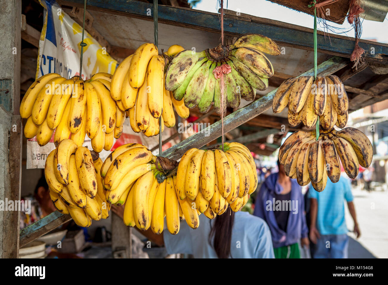 I grappoli di mature, giallo banane Cavendish appendere accanto a grappoli di banane da cuocere per la vendita in un mercato pubblico nelle Filippine. Foto Stock