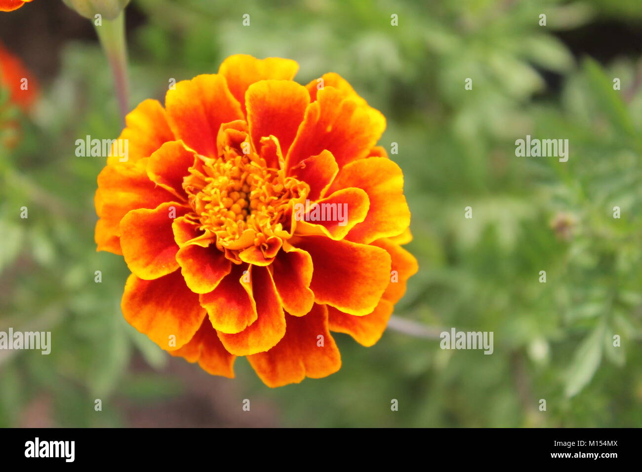 Orange tagete fiore in giardino Foto Stock