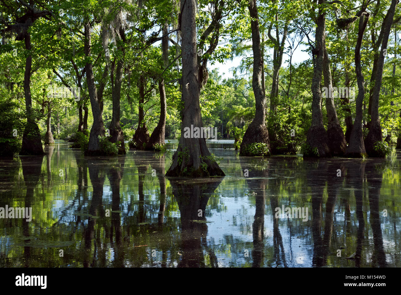 NC01468-00...North Carolina - cipresso calvo e tupalo gum alberi che crescono in Merchant Gora; a Merchant Gora parco dello stato. Foto Stock