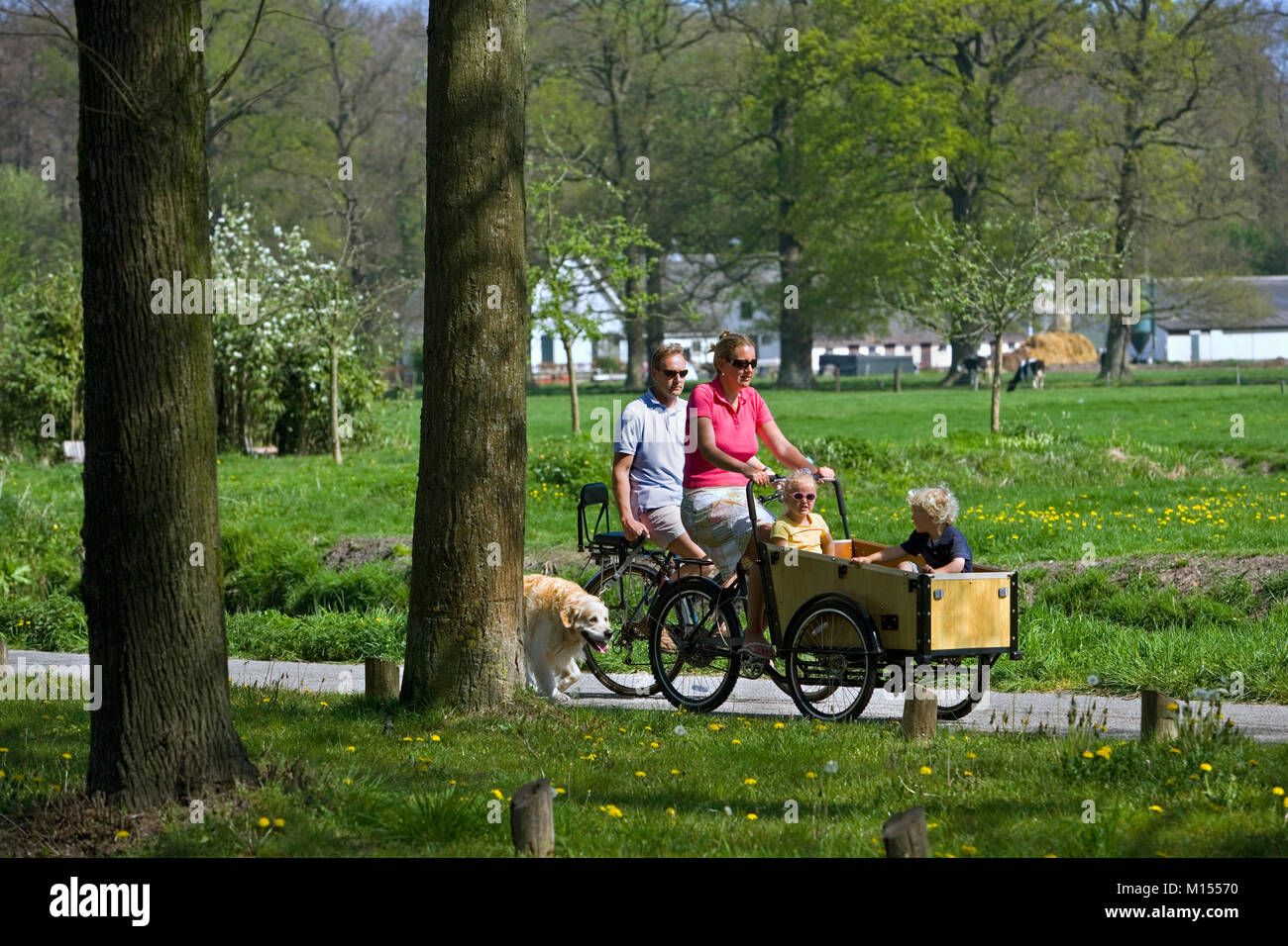 I Paesi Bassi, 's-Graveland. Madre e 2 bambini in atto in bicicletta. Padre e Golden Retriever cane. Foto Stock