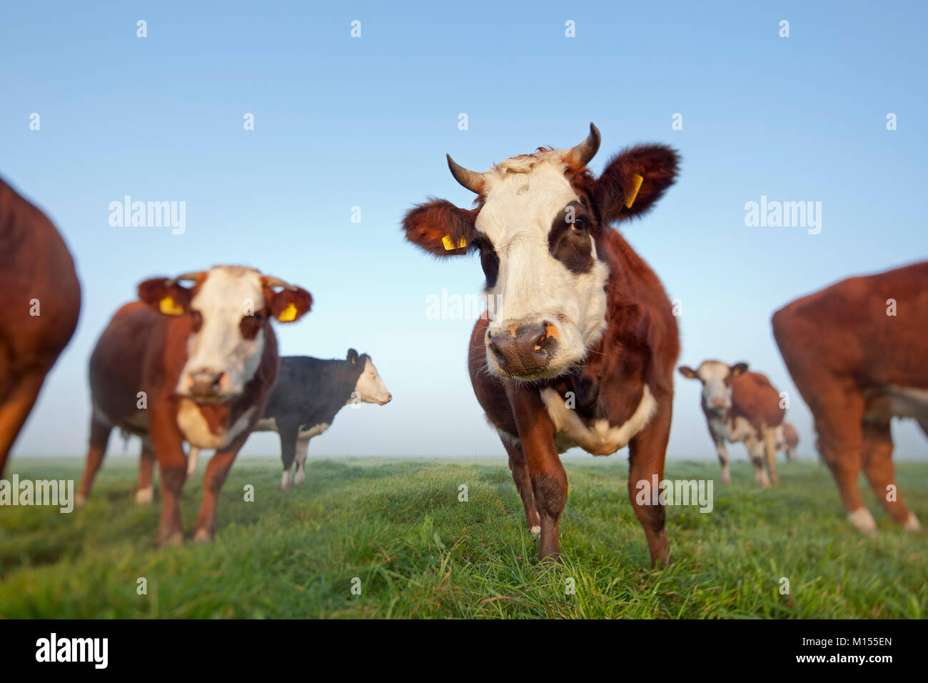 I Paesi Bassi, Tienhoven, mucche nella nebbia di mattina in polder. Foto Stock