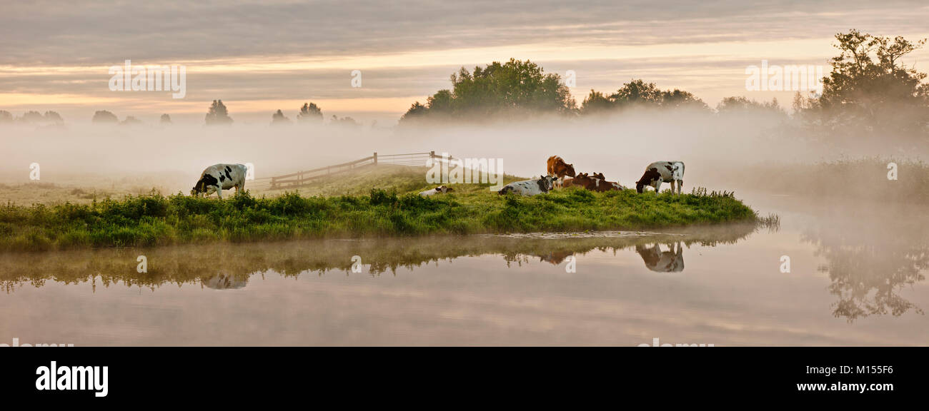 I Paesi Bassi, Tienhoven, mucche nella nebbia di mattina in Molenpolder. Vista panoramica. Foto Stock