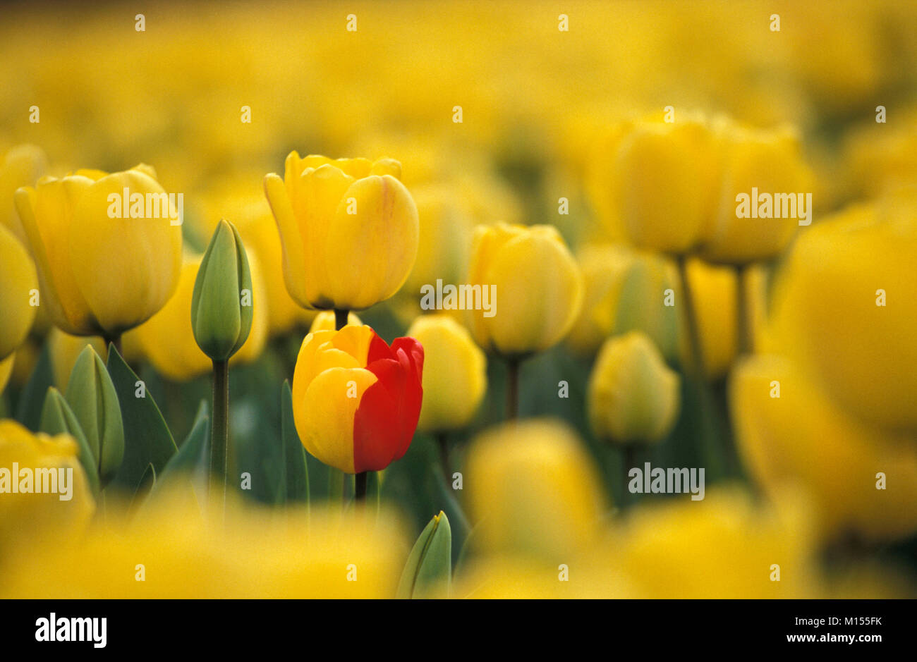 I Paesi Bassi. Lisse. Campo di tulipani. Rosso e giallo tulip. Mezzo rosso, mezza gialla. Foto Stock