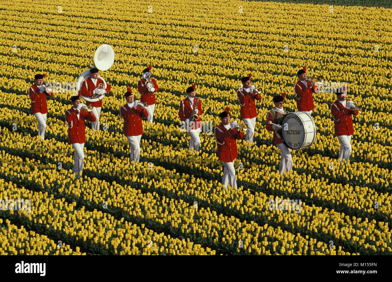 I Paesi Bassi. De Zilk. Banda di ottoni nel campo di tulipani. Foto Stock