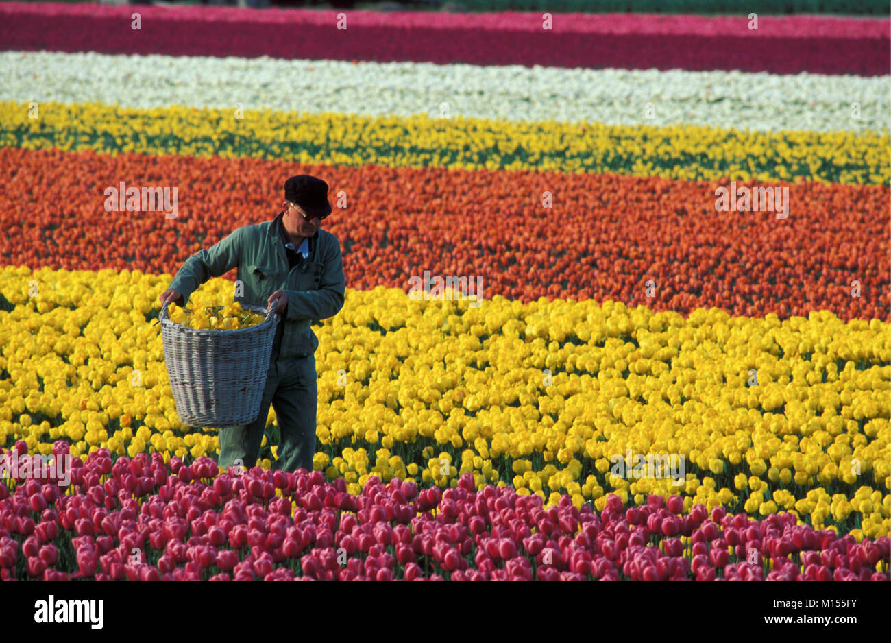 I Paesi Bassi. Lisse.campi di tulipani. Lavoro Contadino. Foto Stock