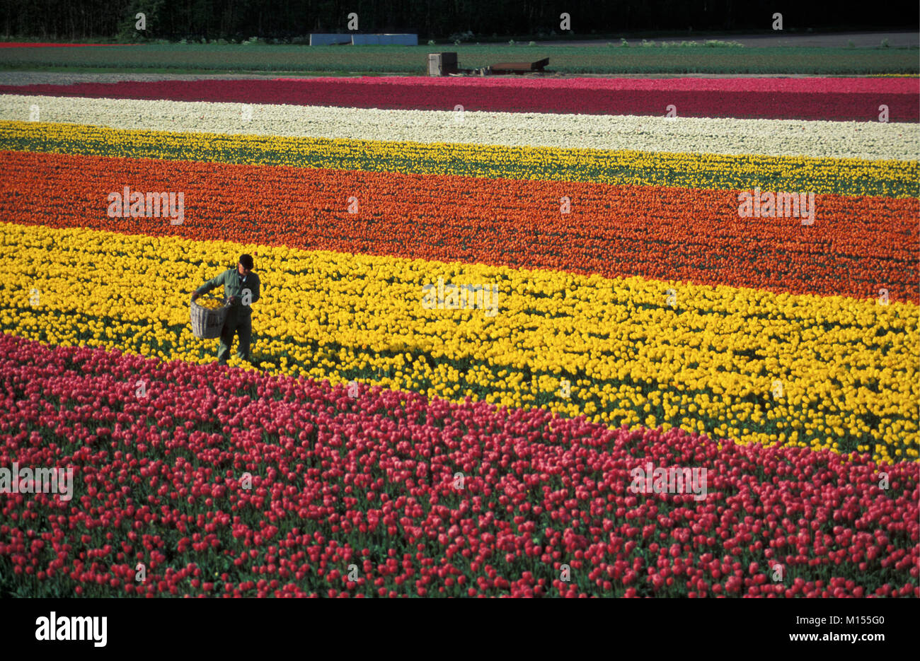 I Paesi Bassi. Lisse.campi di tulipani. Lavoro Contadino. Foto Stock
