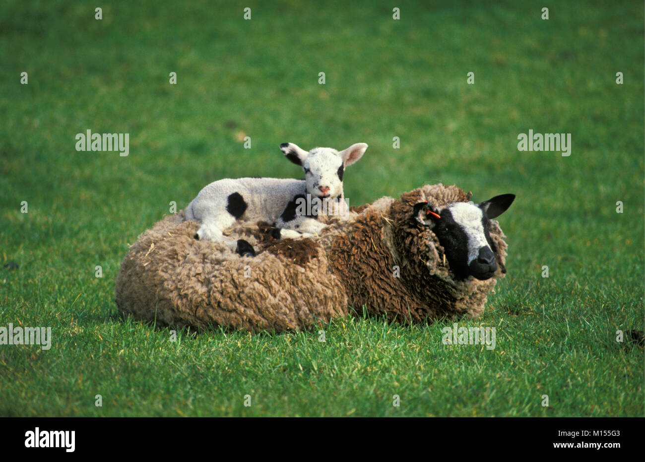 I Paesi Bassi. Meije. Pecora con agnello sul retro. Foto Stock