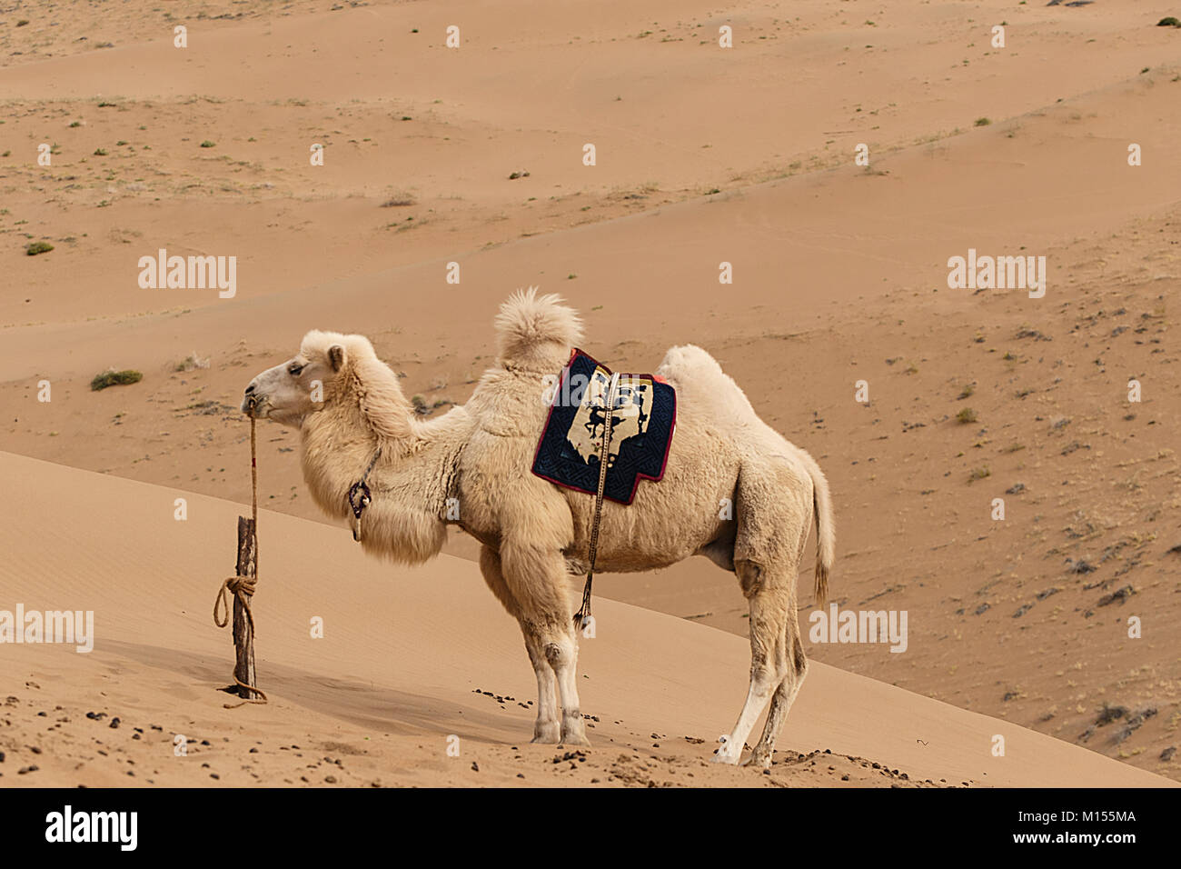 Il cammello, badain jaran III, Cina Foto Stock