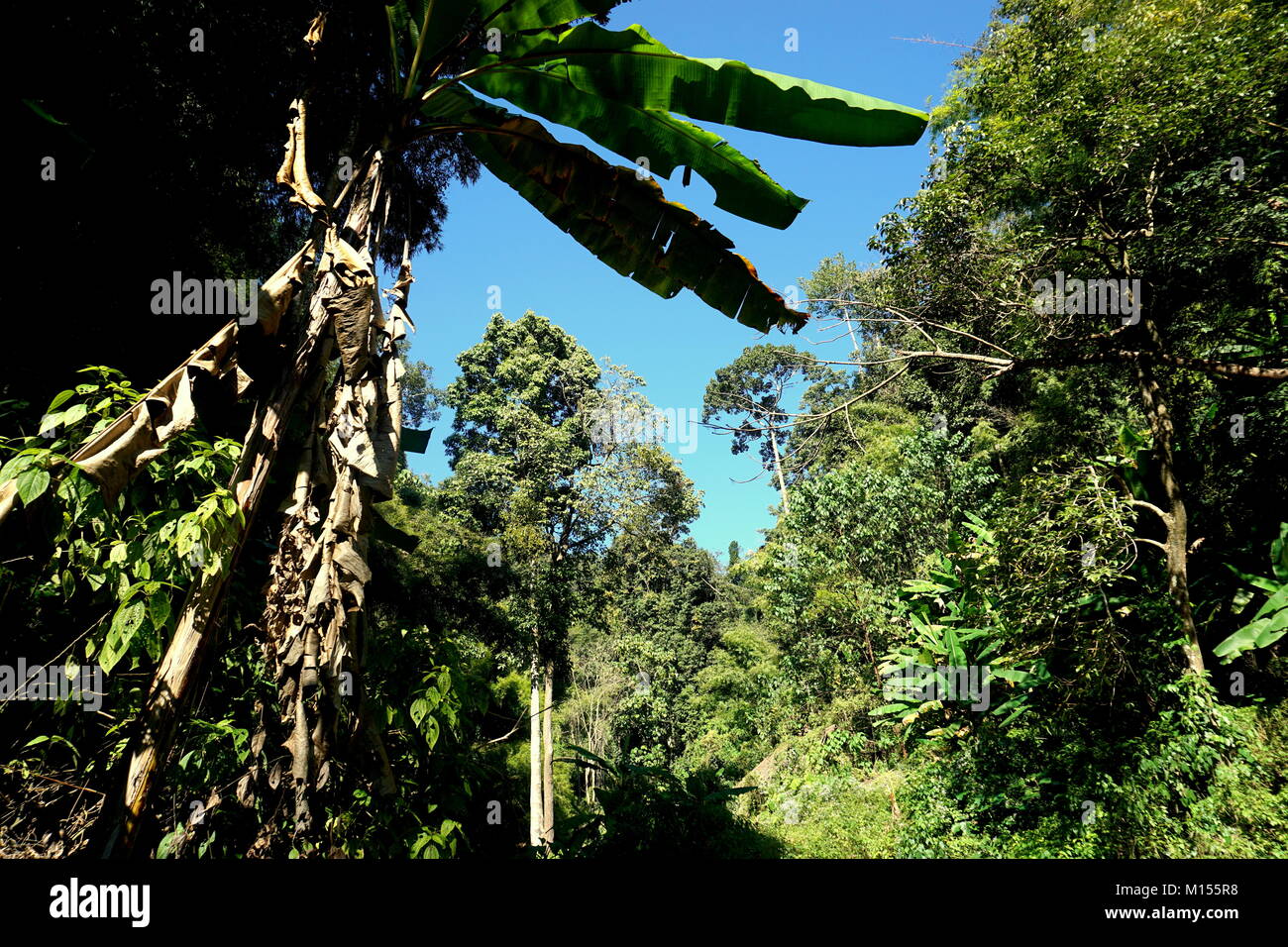 La rigogliosa giungla, la sua' piante e alberi nelle montagne circostanti Chiang Mai nel nord della Thailandia in un pomeriggio soleggiato con cieli blu Foto Stock