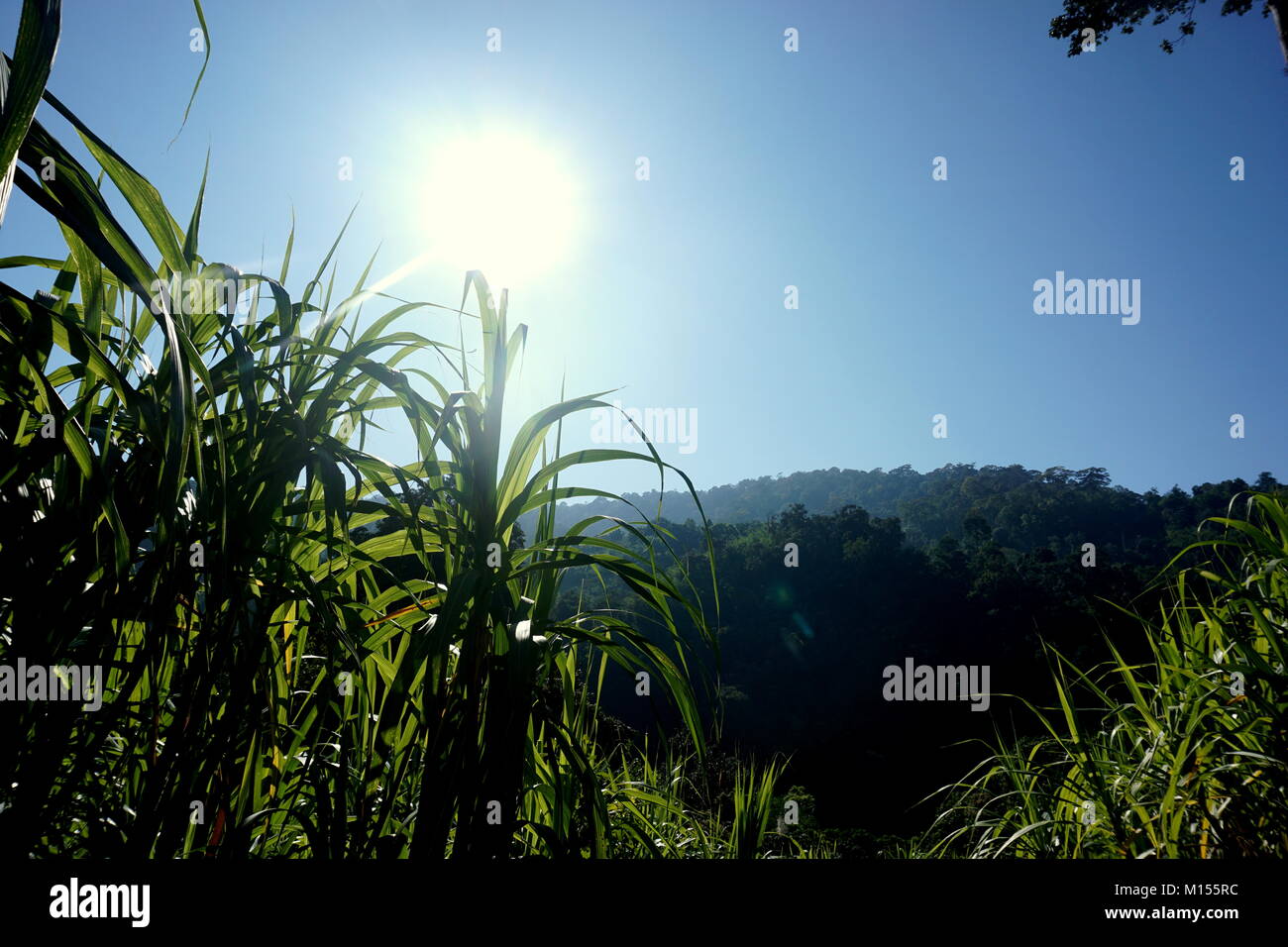 La rigogliosa giungla, la sua' piante e alberi nelle montagne circostanti Chiang Mai nel nord della Thailandia in un pomeriggio soleggiato con cieli blu Foto Stock
