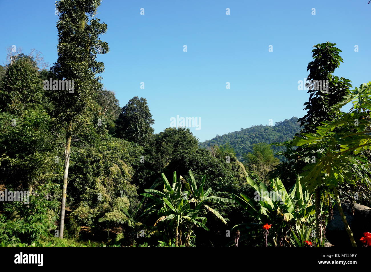 La rigogliosa giungla, la sua' piante e alberi nelle montagne circostanti Chiang Mai nel nord della Thailandia in un pomeriggio soleggiato con cieli blu Foto Stock