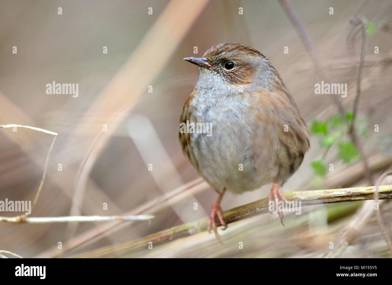 Adulto dunnock o hedgesparrow arroccato a riposo in inverno. Dorset, Regno Unito Febbraio Foto Stock