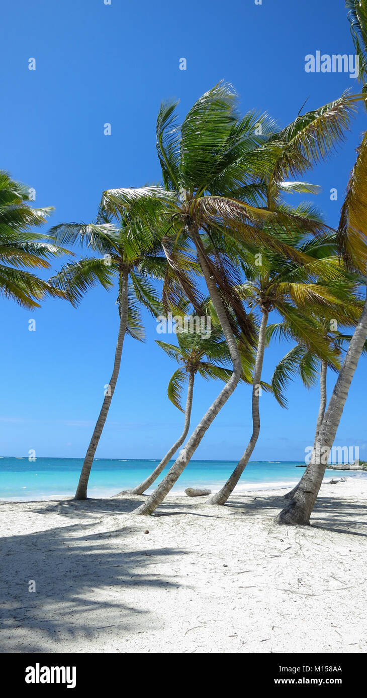 Palme sulla spiaggia Juanillo, Cap Cana Punta Cana Repubblica Dominicana Foto Stock