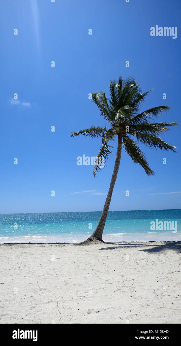 Palm Tree in una giornata di sole sulla spiaggia caraibica a Cap Cana Repubblica Dominicana Foto Stock