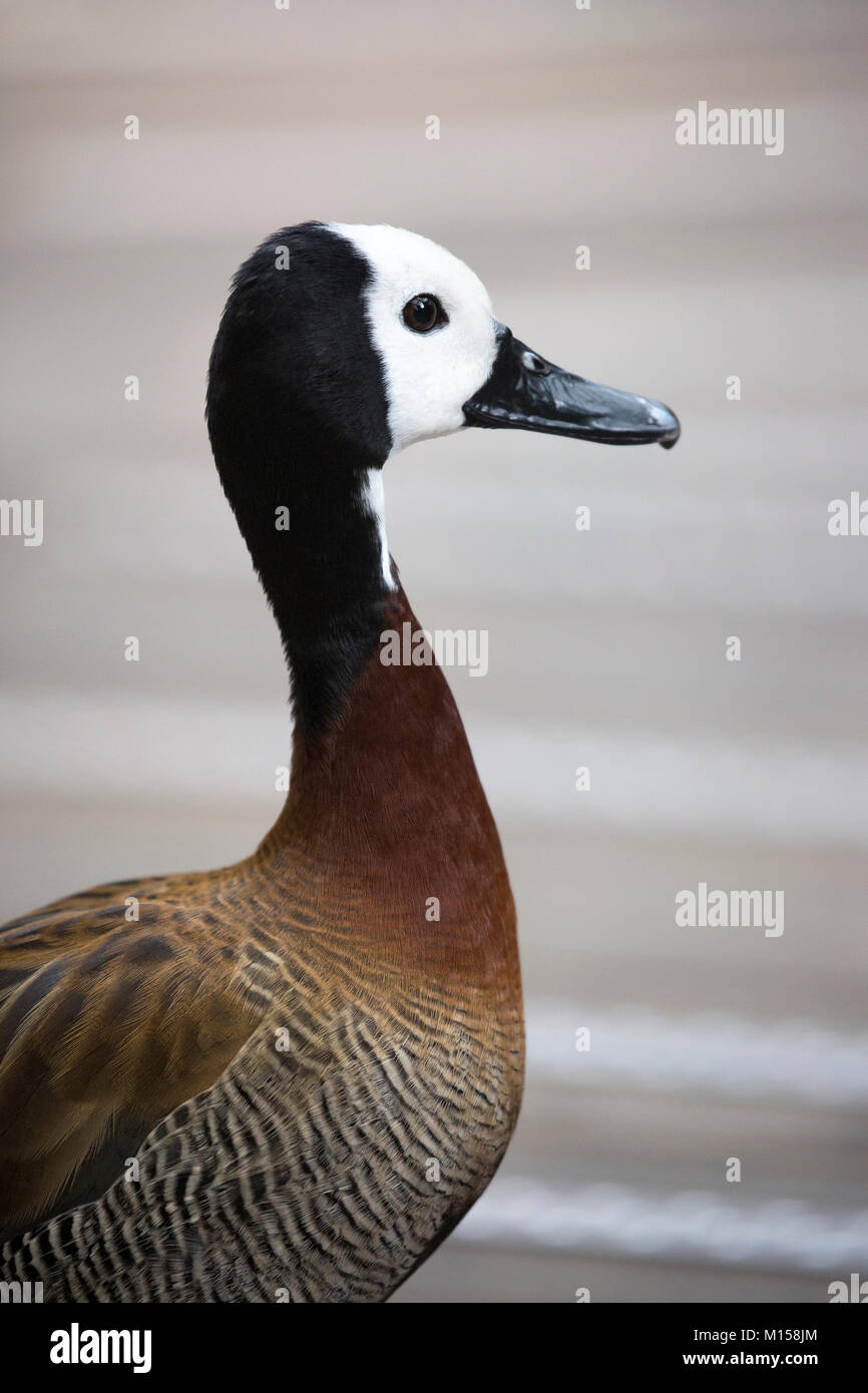 Bianco fronte anatra fischiante (Dendrocygna viduata) ritratto Foto Stock