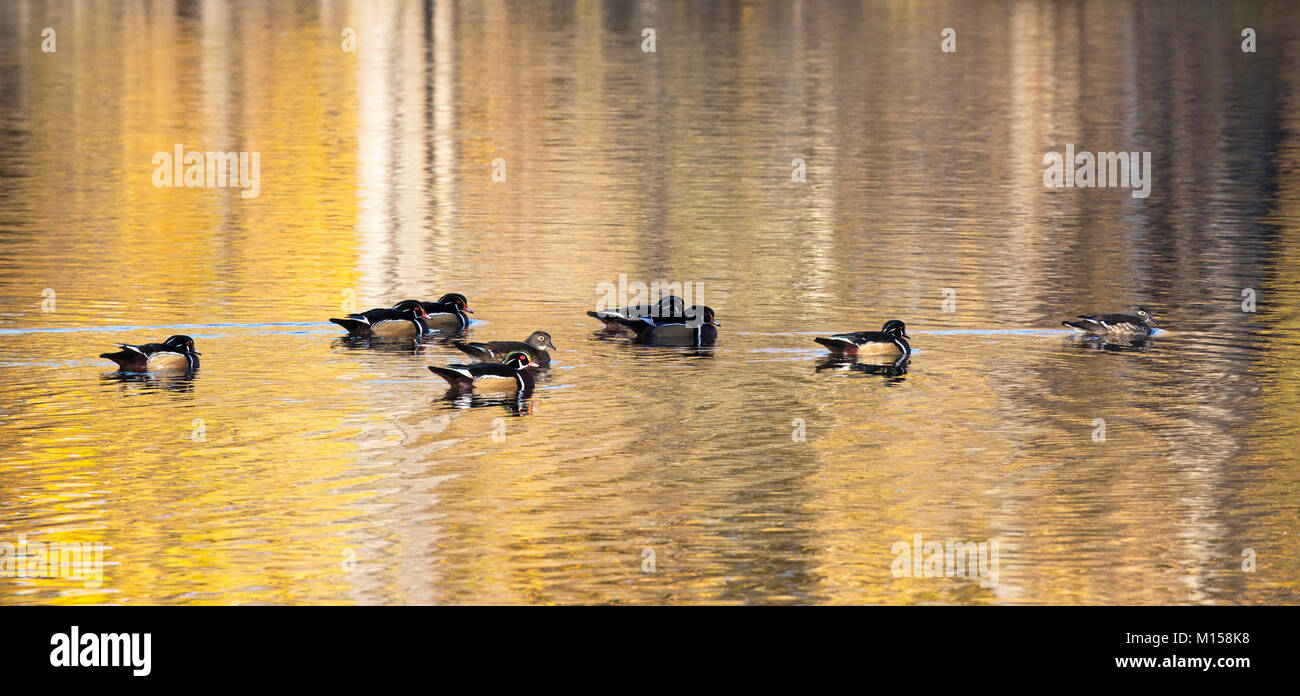 Gregge di anatre di legno (Aix sponsora) che nuotano con foglie dorate d'autunno riflesse sulla superficie dello stagno Foto Stock