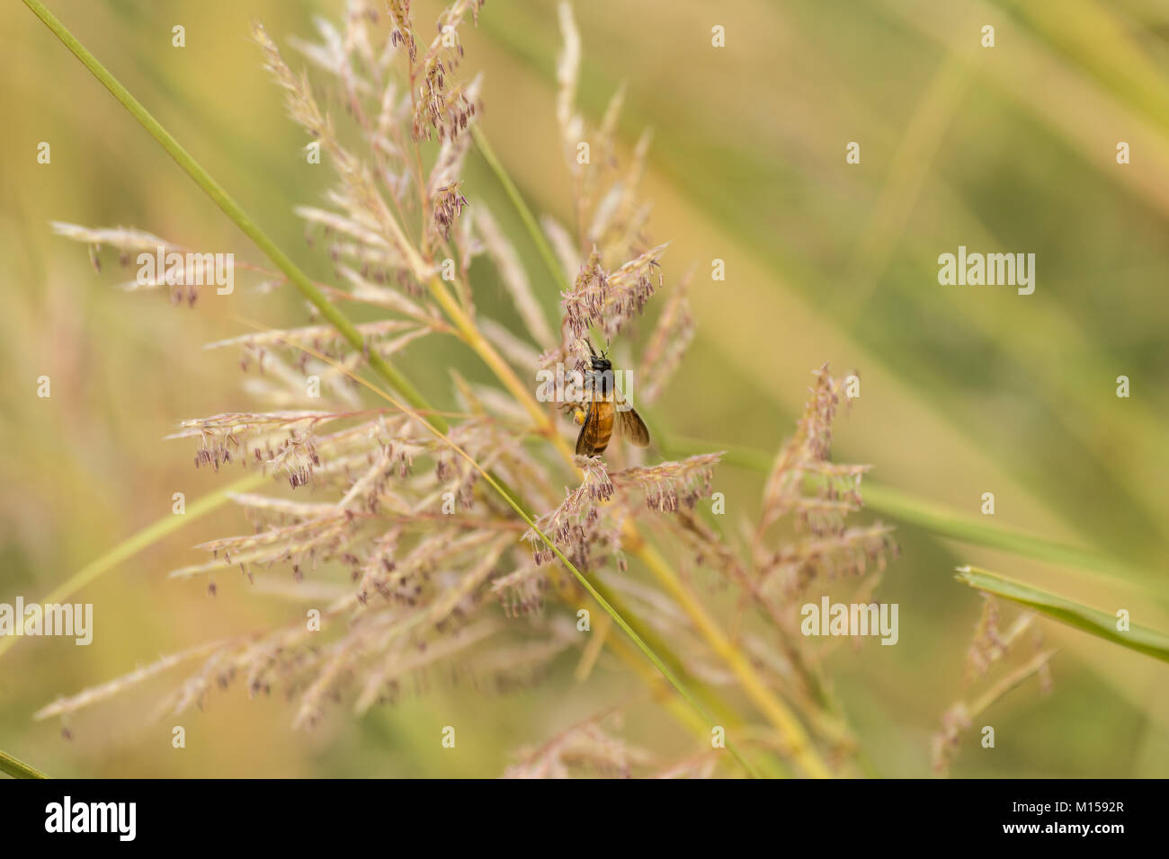 Un miele delle api di foraggi attraverso i fiori di erba in Sawai Madhopur Foto Stock