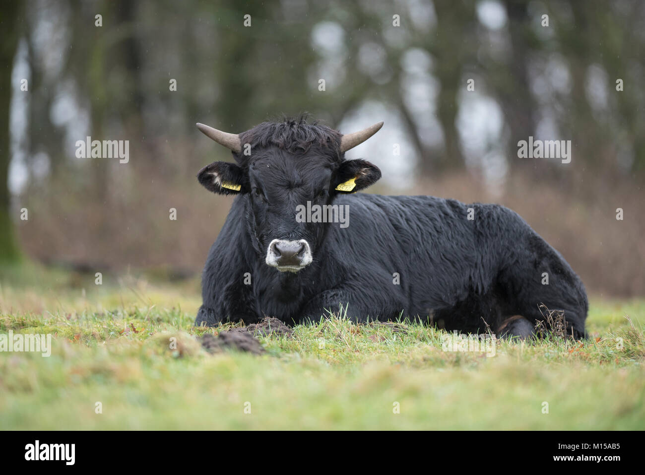Aurox. Bos primigenius taurus. Foto Stock