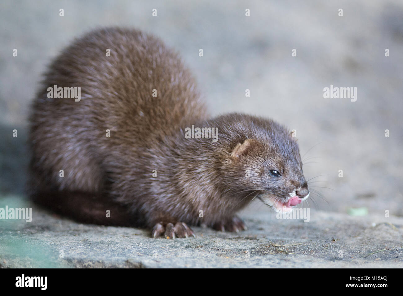 Visone europeo. Mustela lutreola. Foto Stock