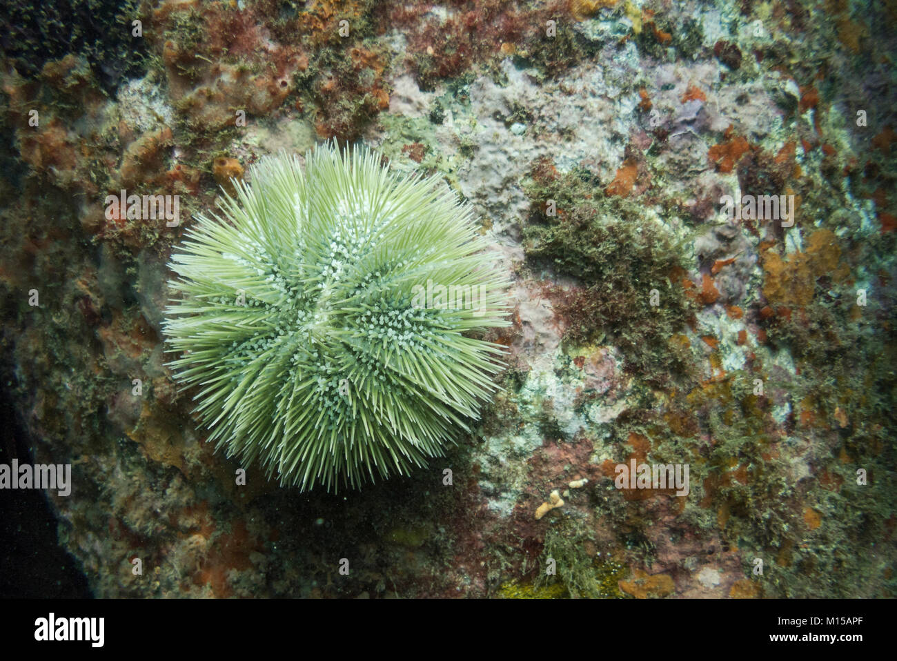 Un verde ricci di mare da SE IL BRASILE Foto Stock
