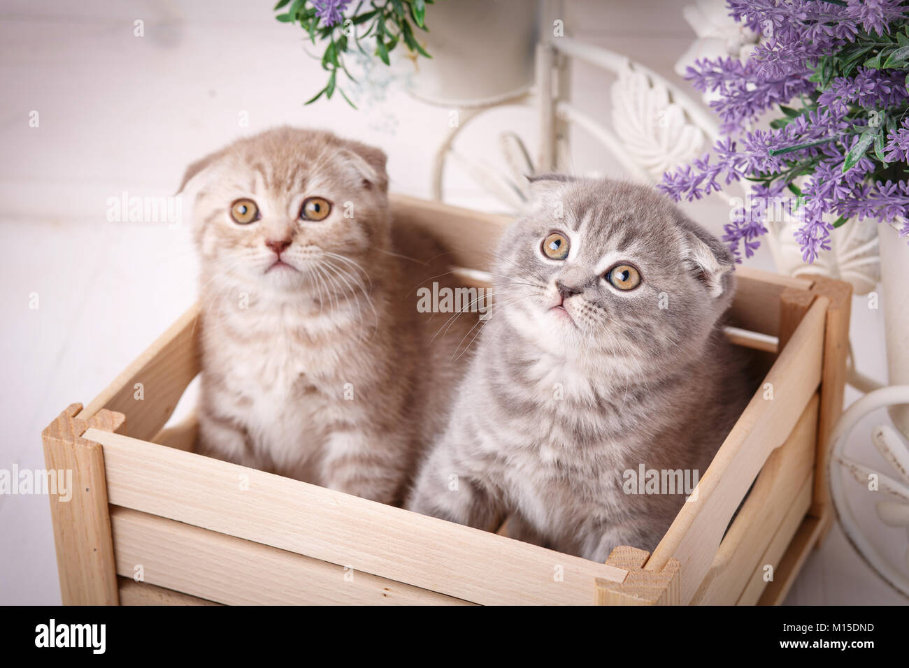 Gatti di razza. Animali domestici. Un paio di simpatici gattini scozzese seduto in una scatola di legno e e guardando in alto Foto Stock