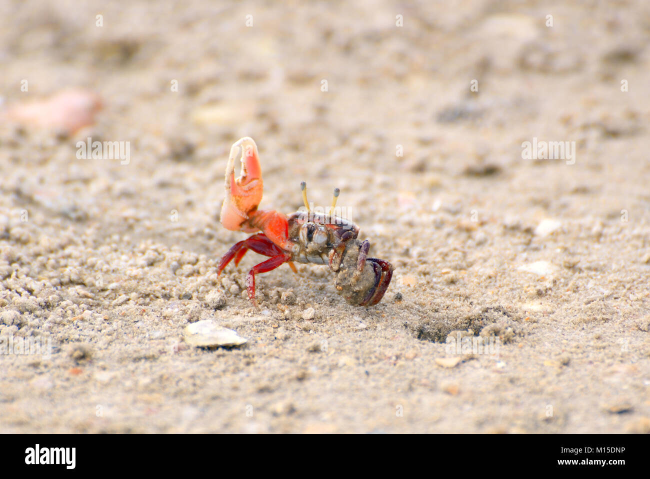Fiddler crab vicino a una visone in rotoli di sabbia la palla fuori della sabbia Foto Stock