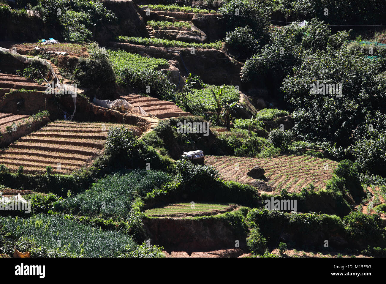 La piantagione di tè Nuwara Eliya hill country provincia centrale dello Sri lanka terrazze Foto Stock